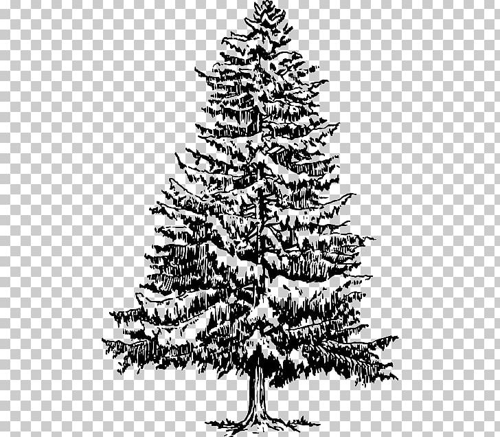 Drawing Tree Fir Hemlocks PNG, Clipart, Art, Black And White, Branch, Christmas Decoration, Christmas Ornament Free PNG Download