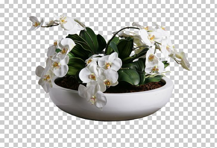Flowerpot Orchids Plant Cut Flowers White PNG, Clipart, Agave, Alocasia, Artificial Flower, Cut Flowers, Flower Free PNG Download