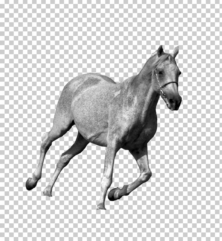 Foal Mustang Stallion Colt Pony PNG, Clipart, Animal, Black And White, Bridle, Colt, Fauna Free PNG Download