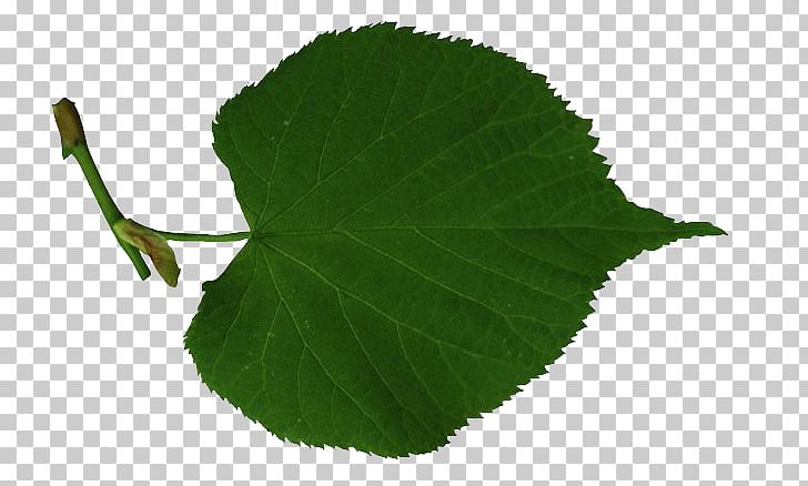 Leaf Tree Lindens PNG, Clipart, Buckthorn, Digital Image, Glogster, Leaf, Lindens Free PNG Download