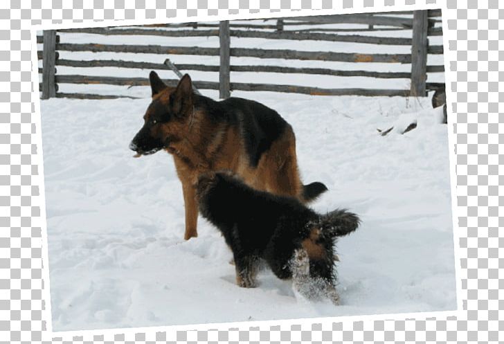 Old German Shepherd Dog King Shepherd Dog Breed Sporting Group PNG, Clipart, Breed, Carnivoran, Dog, Dog Breed, Dog Breed Group Free PNG Download