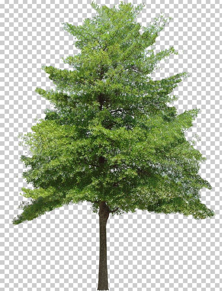 Tree Texture Mapping Alpha Compositing Desktop PNG, Clipart, 2d Computer Graphics, 3d Computer Graphics, 3d Rendering, Biome, Branch Free PNG Download