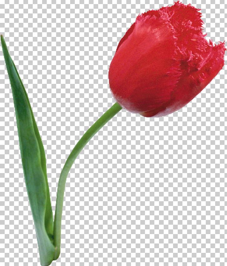 Tulip Cut Flowers Daffodil Plant PNG, Clipart, Bud, Catkin, Cut Flowers, Daffodil, Flower Free PNG Download