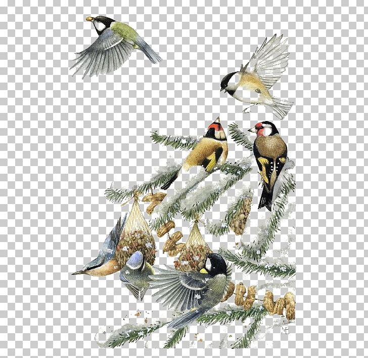 Winter Birds PNG, Clipart, Art, Beak, Bird, Birds, Blackcapped Chickadee Free PNG Download