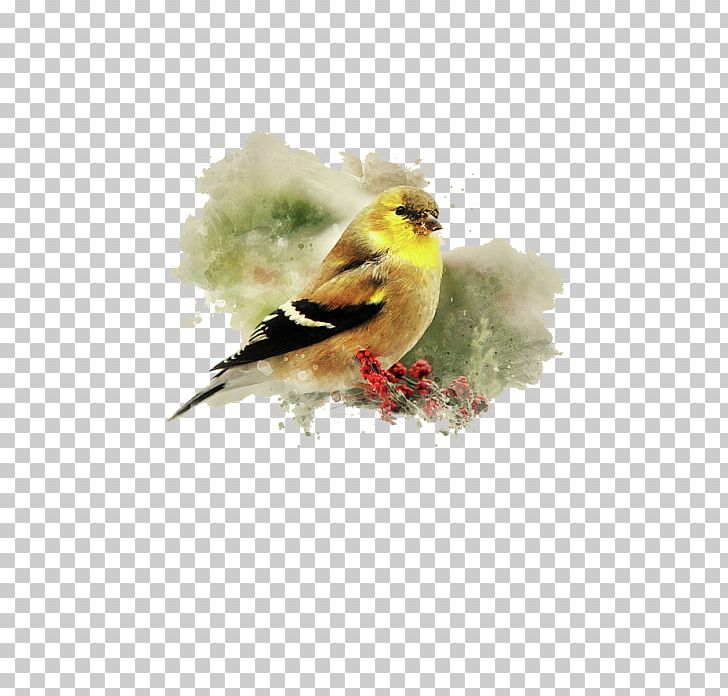Finch Watercolor Painting Art Bird PNG, Clipart, American Goldfinch, American Robin, Art, Artist, Art Museum Free PNG Download