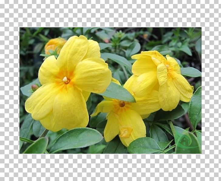 Japanese Jasmine Rosemallows Shrub Species PNG, Clipart,  Free PNG Download