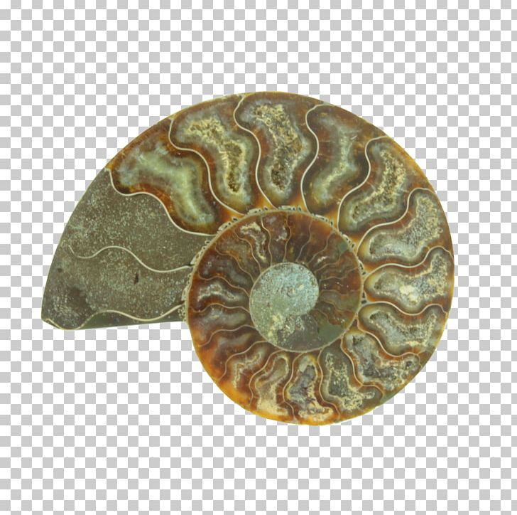 Nautiluses PNG, Clipart, Ammonite, Nautilida, Others Free PNG Download