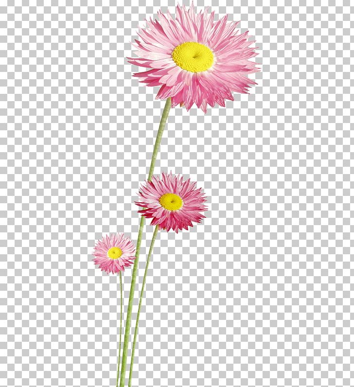 Scrapbooking Drawing Work Of Art PNG, Clipart, Annual Plant, Aster, Chrysanths, Daisy Family, Decoupage Free PNG Download