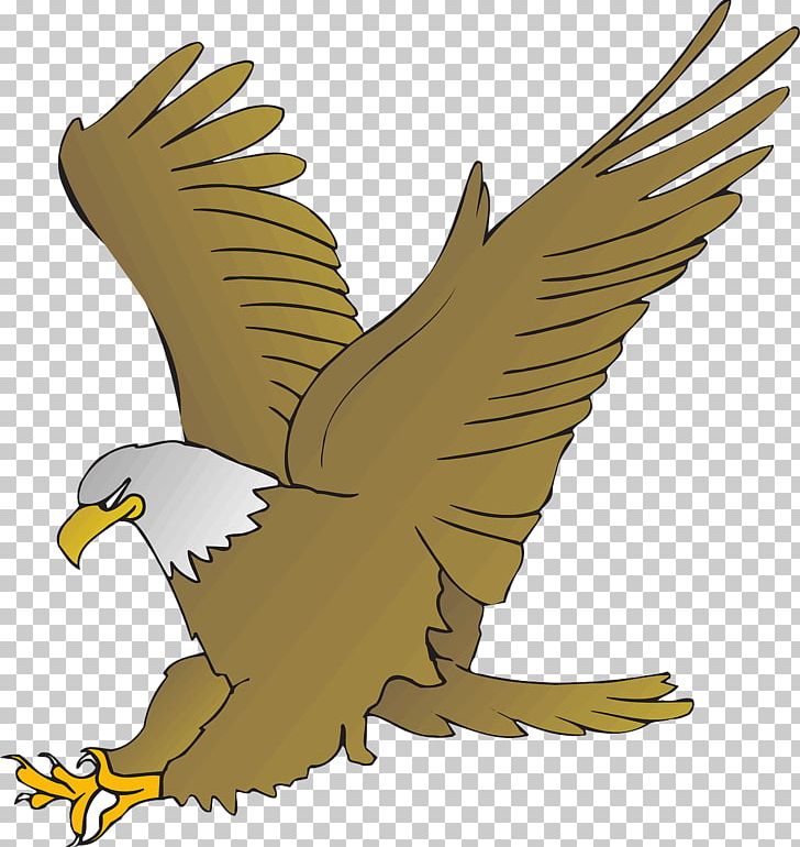 Bald Eagle Cartoon Drawing PNG, Clipart, Accipitriformes, Animals, Bald Eagle, Beak, Bird Free PNG Download