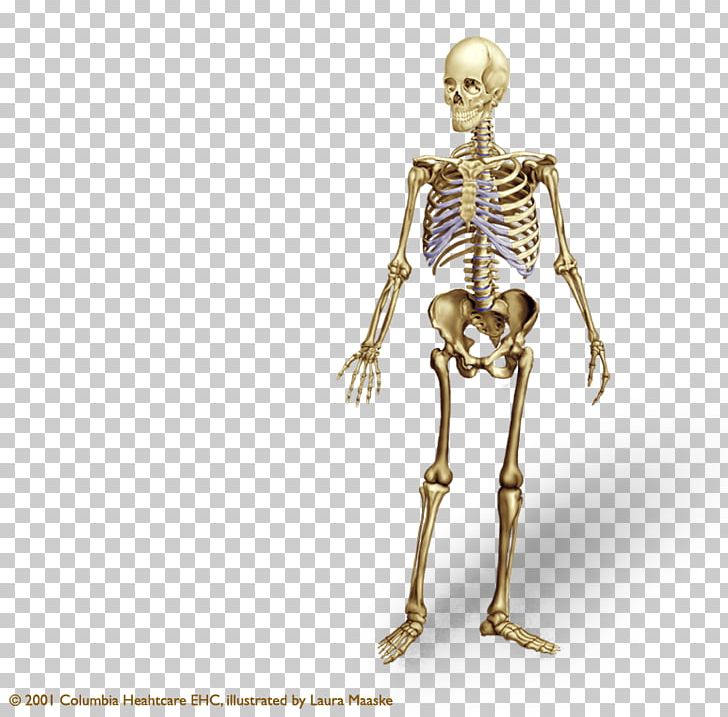 Human Skeleton Human Body Bone Anatomy Axial Skeleton PNG, Clipart, Anatomy, Appendicular Skeleton, Axial Skeleton, Bone, Bone Fracture Free PNG Download
