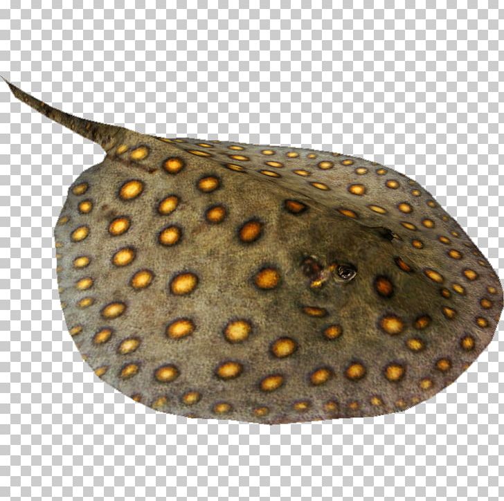 Ocellate River Stingray Batoidea Common Stingray Southern Stingray PNG, Clipart, Batoidea, Common Stingray, Fish, Giant Freshwater Stingray, Leopard Whipray Free PNG Download
