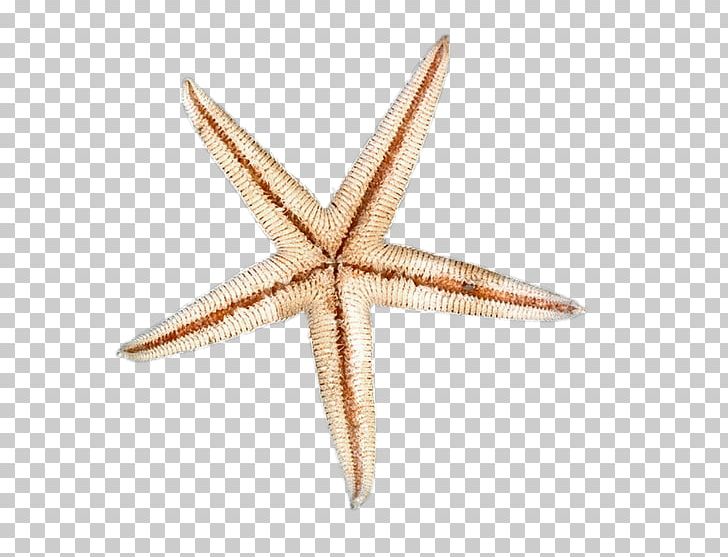 Starfish Seabed PNG, Clipart, Animals, Data Compression, Download, Echinoderm, Interval Free PNG Download