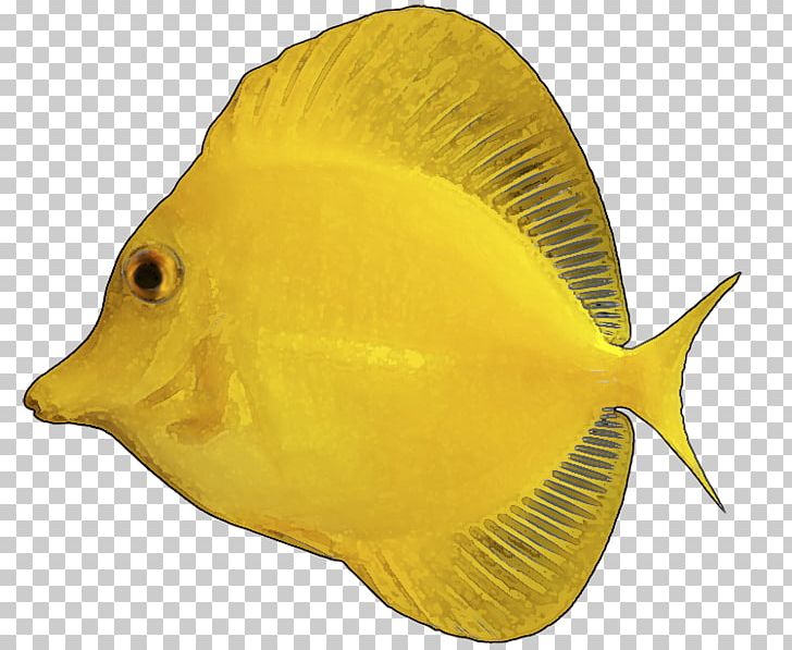 Yellow Tang Tropical Fish PNG, Clipart, Animals, Beak, Drawing, Fauna, Fish Free PNG Download