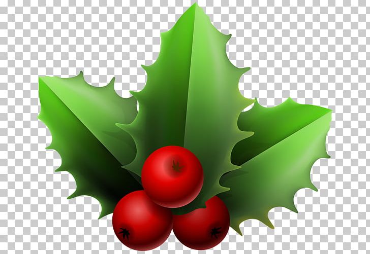 Mistletoe Phoradendron Tomentosum Christmas PNG, Clipart, Aquifoliaceae, Aquifoliales, Christmas, Christmas Ornament, Common Holly Free PNG Download