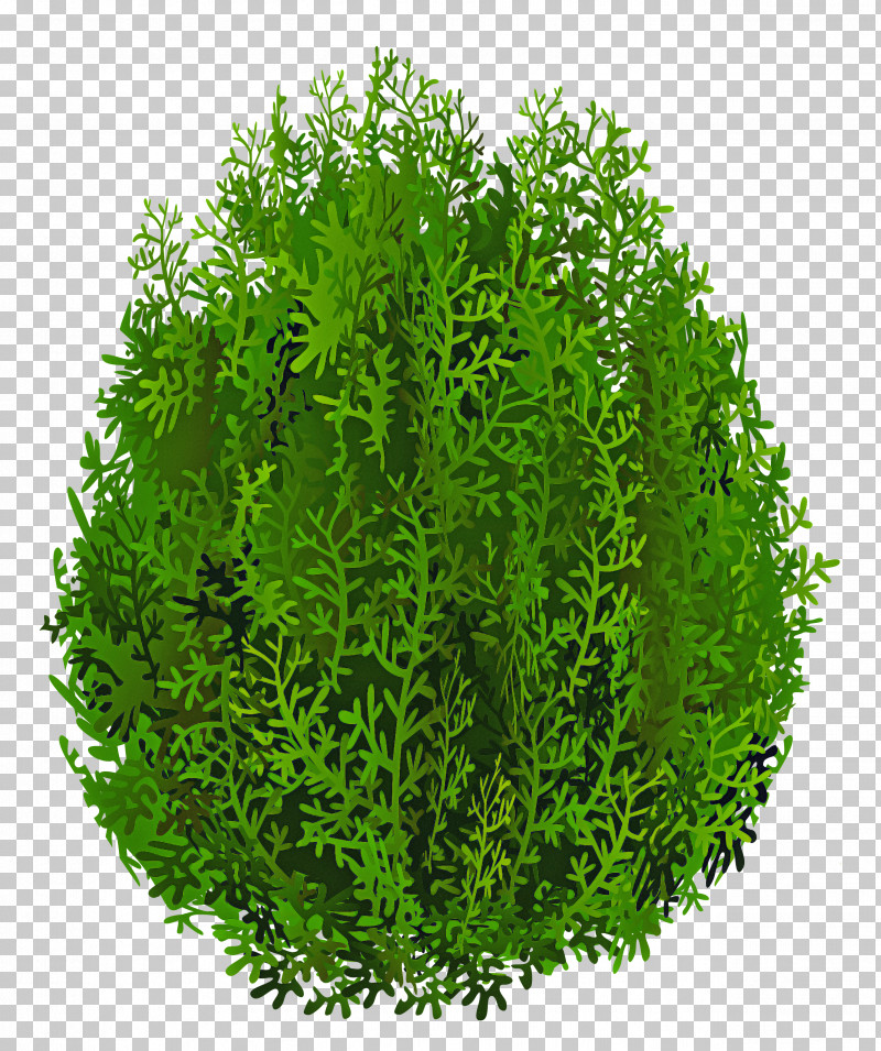 Aquarium Decor Plant Green Grass Leaf PNG, Clipart, Aquarium Decor, Flower, Grass, Green, Herb Free PNG Download