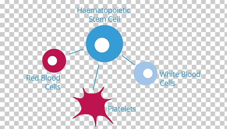 Cord Blood White Blood Cell Red Blood Cell Hematopoietic Stem Cell PNG, Clipart, Acute Lymphoblastic Leukemia, Adipocyte, Angle, Area, Blood Free PNG Download