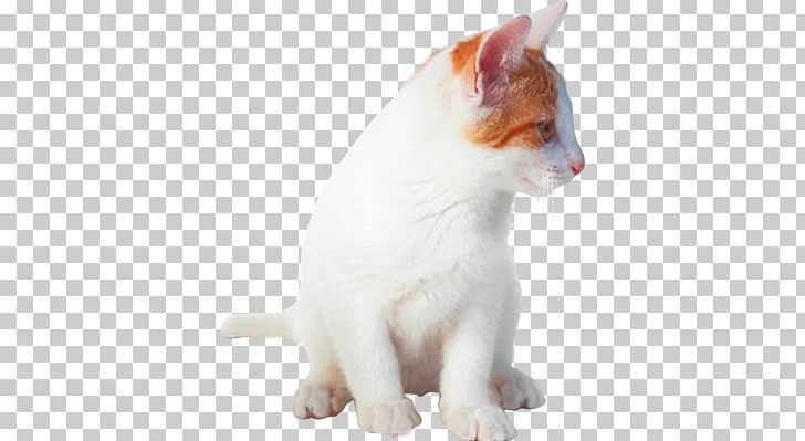 Domestic Short-haired Cat Kitten Turkish Van Japanese Bobtail Aegean Cat PNG, Clipart, Animal, Animals, Carnivoran, Cat, Cat Like Mammal Free PNG Download