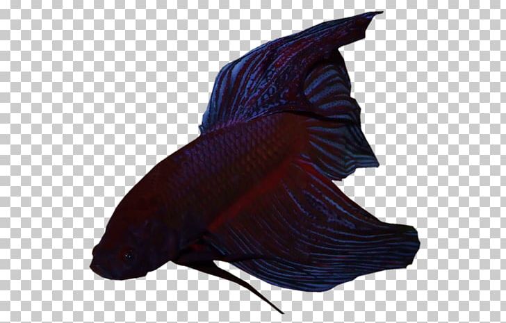 Fish PNG, Clipart, Animals, Fish, Gills, Purple Free PNG Download