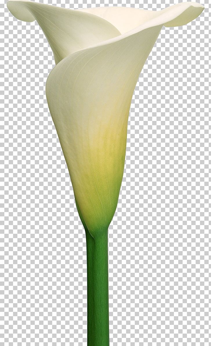 Arum-lily Callalily Flower Lilium PNG, Clipart, Alismatales, Arum, Arum Lily, Arumlily, Calas Free PNG Download