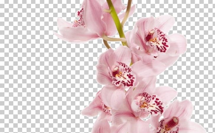Dendrobium Orchids John Friedman Flowers LC Moth Orchids PNG, Clipart, Blossom, Boat Orchid, Branch, Cherry Blossom, Cut Flowers Free PNG Download