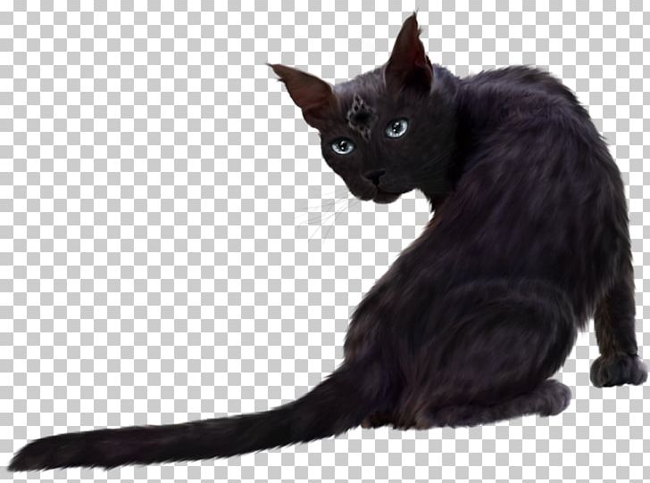 Persian Cat Black Cat Kitten PNG, Clipart, Animal, Animals, Black Cat, Bombay, Carnivoran Free PNG Download