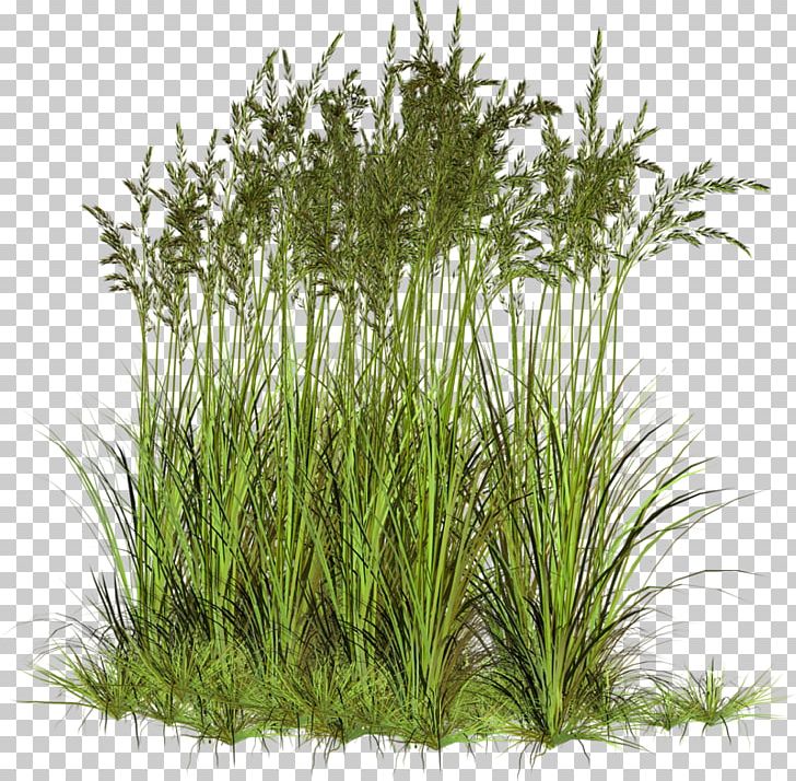 Ryegrass Sweet Grass Vetiver Herbaceous Plant PNG, Clipart, 2017, Advertising, Aquarium Decor, Chrysopogon, Chrysopogon Zizanioides Free PNG Download
