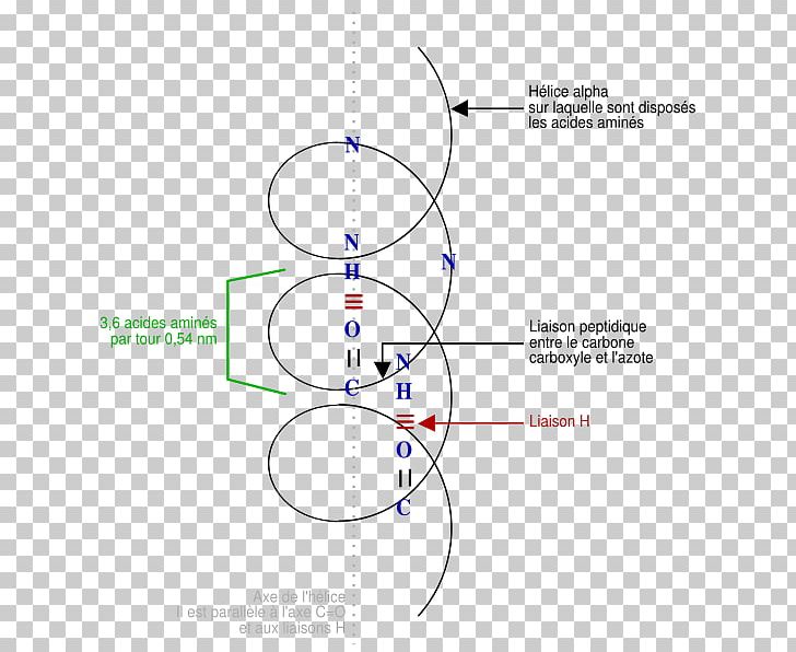 Alpha Helix Angle Beta Sheet Protein PNG, Clipart, Alpha Helix, Angle, Area, Beta Sheet, Circle Free PNG Download