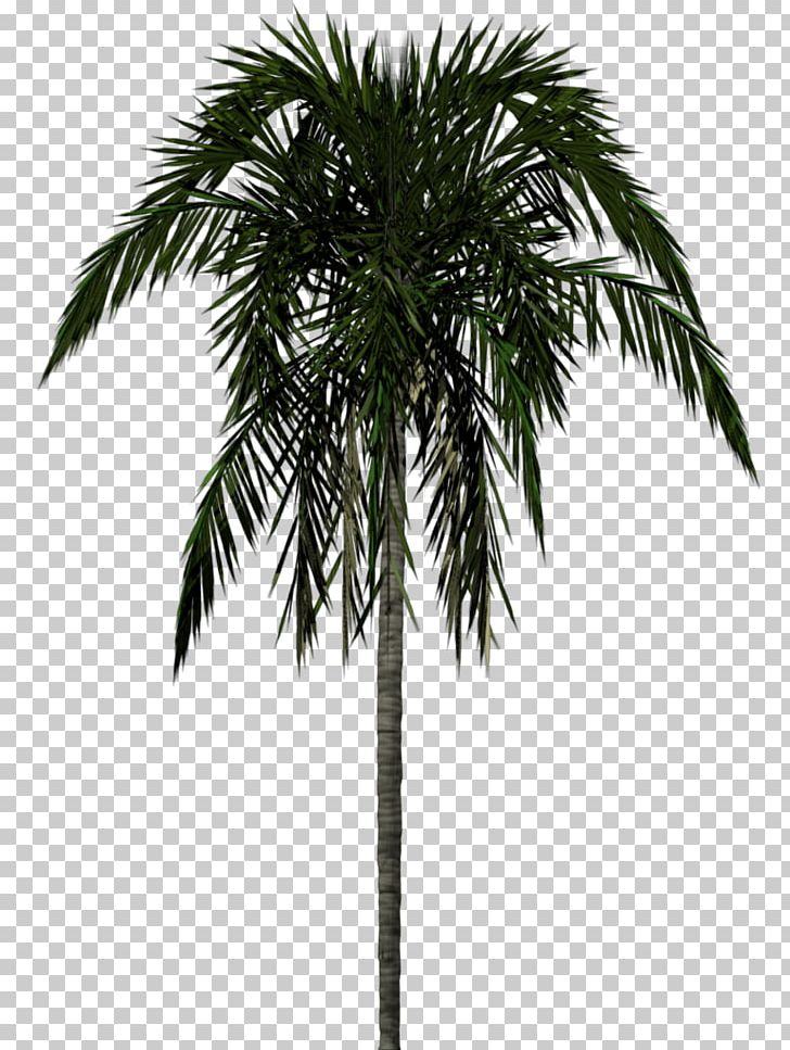 Arecaceae Tree 3D Modeling PNG, Clipart, Archontophoenix Alexandrae, Arecales, Areca Palm, Attalea Speciosa, Beauty Free PNG Download