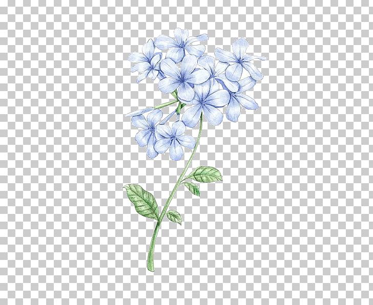 Drawing Viola Mandshurica PNG, Clipart, Blue, Borage Family, Branch, Chicory, Cut Flowers Free PNG Download