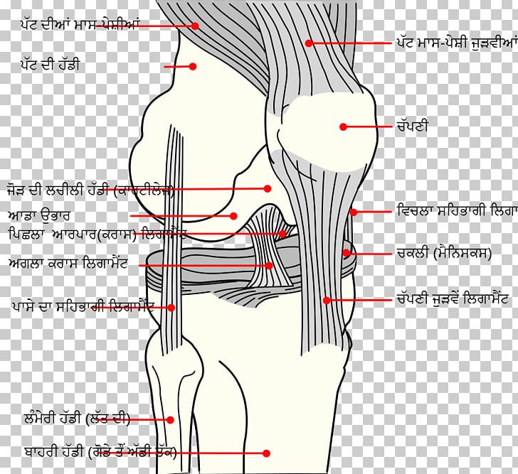 Knee Medial Collateral Ligament Anterior Cruciate Ligament Posterior Cruciate Ligament PNG, Clipart, Abdomen, Angle, Arm, Face, Hand Free PNG Download