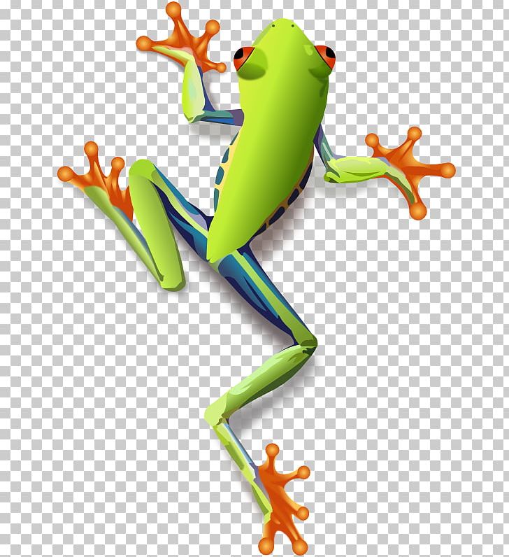 Red-eyed Tree Frog Japanese Tree Frog PNG, Clipart, American Green Tree Frog, Amphibian, Animal, Animal Figure, Animals Free PNG Download