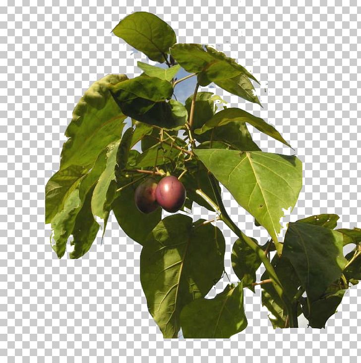 Tamarillo Tree Of 40 Fruit Tomato Plant PNG, Clipart, Autumn Tree, Cherry, Chinese Lantern, Cultivo, Evergreen Free PNG Download
