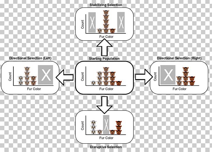 Directional Selection Stabilizing Selection Disruptive Selection Natural Selection Balancing Selection PNG, Clipart, Allele Frequency, Area, Balancing Selection, Behavioral Ecology, Biology Free PNG Download