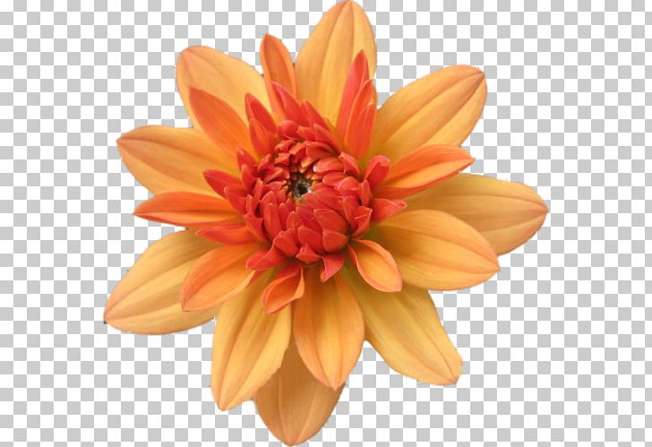 Flower Orange PNG, Clipart, Autumn Flowers, Chrysanths, Clipboard, Computer Icons, Cut Flowers Free PNG Download