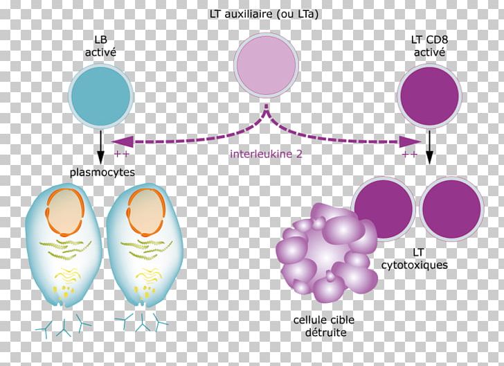 Interleukin-2 T Helper Cell T Cell Immune System PNG, Clipart, Adaptive Immune System, Antibody, Antigen, B Cell, Brand Free PNG Download