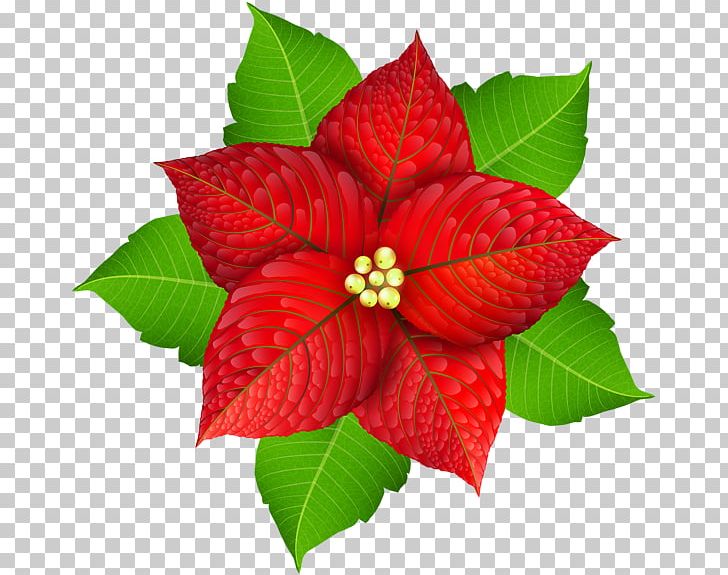 Poinsettia Christmas Flower PNG, Clipart, Christmas, Desktop Wallpaper, Drawing, Encapsulated Postscript, Flower Free PNG Download