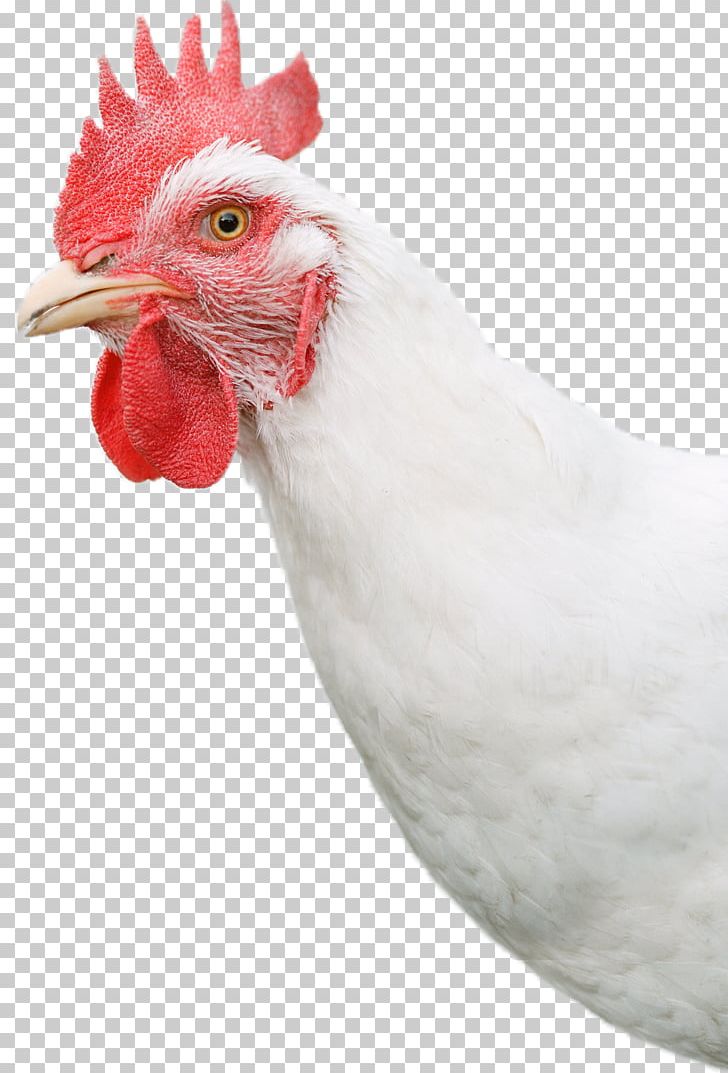Rooster Bresse Gauloise Chicken As Food Hen Egg PNG, Clipart, Beak, Bird, Bresse Gauloise, Chicken, Chicken As Food Free PNG Download