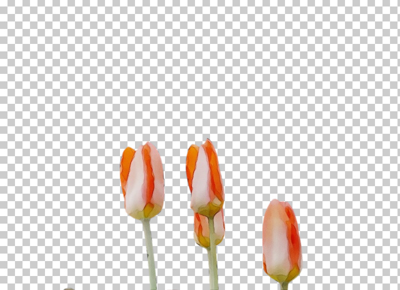 Plant Stem Flower Tulip Petal Bud PNG, Clipart, Biology, Bud, Closeup, Flower, Paint Free PNG Download