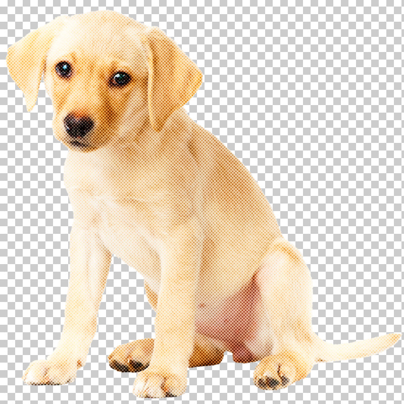 Dog Puppy Labrador Retriever Retriever Companion Dog PNG, Clipart, Companion Dog, Dog, Fawn, Golden Retriever, Labrador Retriever Free PNG Download
