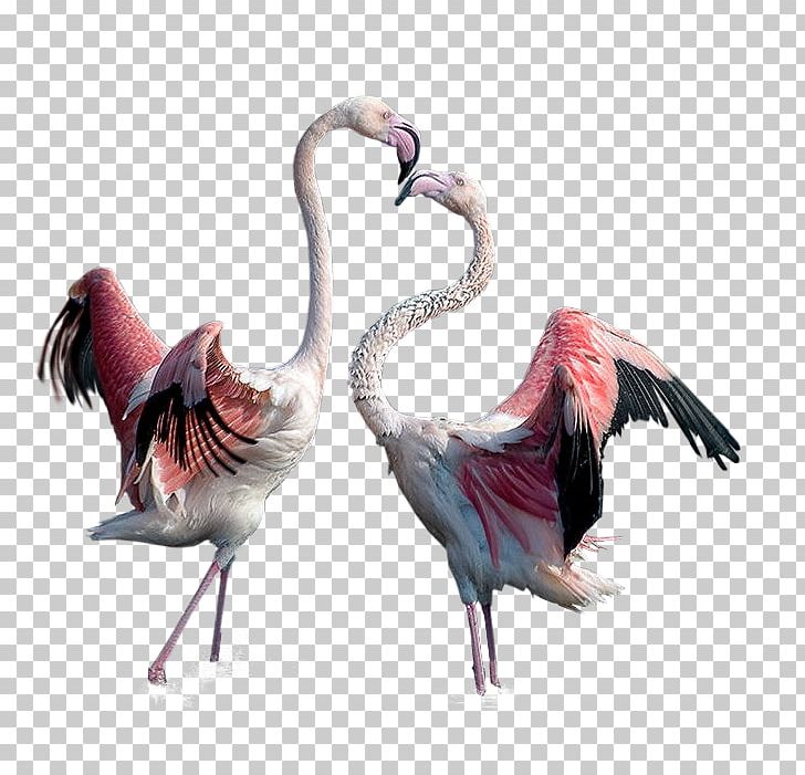 Flamingo Bird PNG, Clipart, Animals, Beak, Bird, Cartoon Flamingo, Centerblog Free PNG Download
