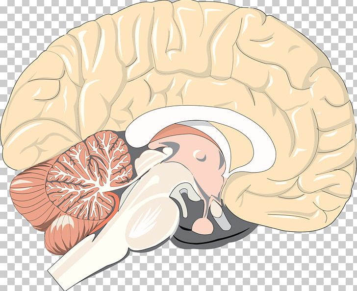 Human Brain Pineal Gland Neuron Homo Sapiens PNG, Clipart, Astrocyte, Brain, Brainstem, Central Nervous System, Cross Section Free PNG Download