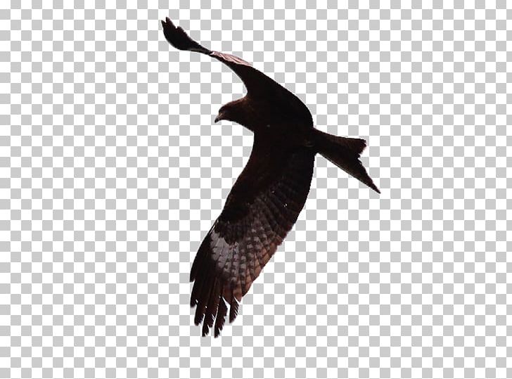 Tom Clancy's H.A.W.X Falcon Icon PNG, Clipart, Animal, Beak, Bird, Black, Designer Free PNG Download