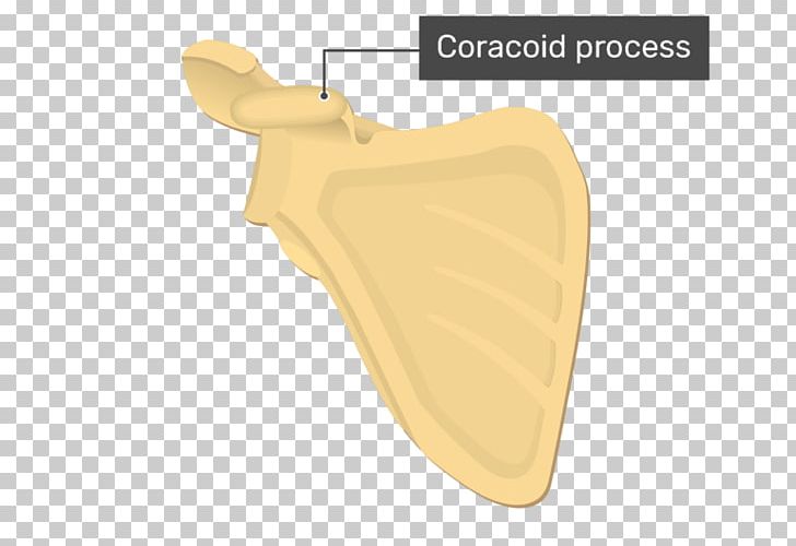 Coracoid Process Glenoid Cavity Scapula Acromion PNG, Clipart, Acromion, Anatomy, Bone, Coracoid, Coracoid Process Free PNG Download