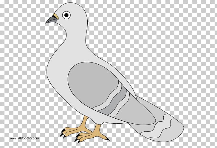 English Carrier Pigeon Columbidae Drawing Typical Pigeons PNG, Clipart, Animals, Bird, Charadriiformes, Chicken, Desktop Wallpaper Free PNG Download