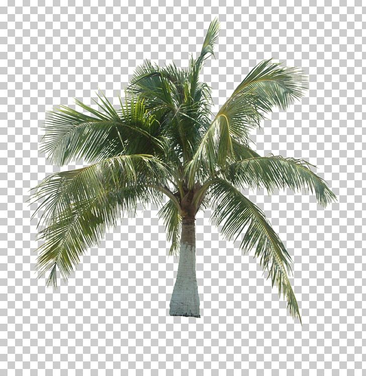 Asian Palmyra Palm Coconut Tree Arecaceae PNG, Clipart, Arecales, Asian, Autumn Tree, Bark, Borassus Free PNG Download