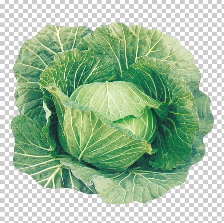 Cabbage Leaf Vegetable Spring Greens Collard Greens PNG, Clipart, Budi Daya, Cabbage, Collard Greens, Cruciferous Vegetables, Food Free PNG Download