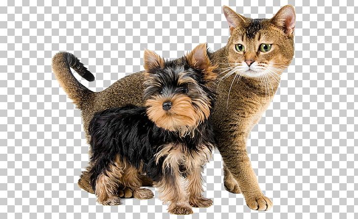 Cat Food Dog Fodder Veterinarian PNG, Clipart, Australian Silky Terrier, Carnivoran, Cat, Cat Food, Cat Like Mammal Free PNG Download