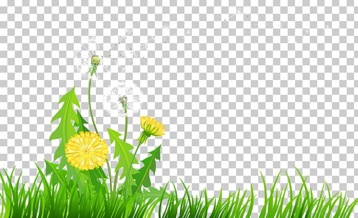 Dandelion Meadow PNG, Clipart, Common Daisy, Computer Wallpaper, Daisy, Dandelion, Data Compression Free PNG Download