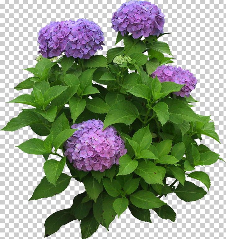Flower PNG, Clipart, Annual Plant, Cornales, Desktop Wallpaper, Download, Flower Free PNG Download