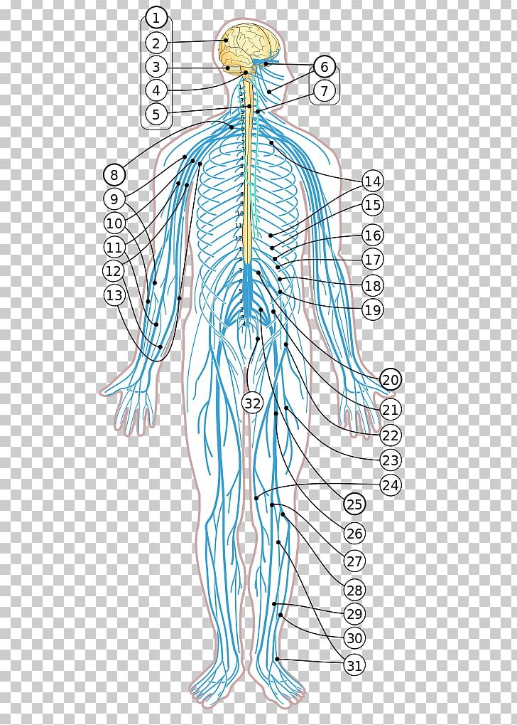 Human Body Diagram Nervous System Nerve Homo Sapiens PNG, Clipart, Abdomen, Anatomy, Arm, Back, Central Nervous System Free PNG Download